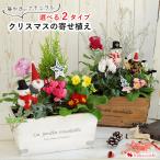 クリスマスの寄せ植え 選べる2カラー ミニクリスマスツリーとしても おしゃれ 鉢植え 花 ギフト 冬 誕生日 クリスマス プレゼント シクラメン