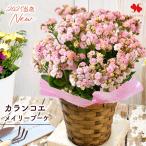 秋限定 カランコエ メイリーブーケ 花 鉢植え 色変わり 八重咲き 5号鉢 バスケットでお届け 鉢花 ギフト 誕生日 オータムギフト 9月6日〜28日の間で指定OK
