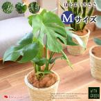 選べる観葉植物 Mサイズ ＜プラスチ