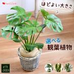 選べる観葉植物Mサイズモンステラス...