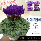 大栄花園 ブルーシクラメン 5号鉢 バスケット付 シクラメン プレゼント ギフト 花鉢 鉢花 鉢植え 冬 お歳暮 クリスマス ※寒冷地は不可