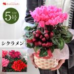 シクラメン 鉢植え 5号 バスケット付 ギフトラッピング無料 お歳暮 好適品 花 ギフト 冬 花鉢 クリスマス 誕生日 プレゼント 母 女性 祖母