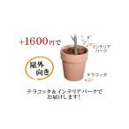 香川オリーブ7号専用 テラコッタ　※オリーブの木は別売りです。こちらの商品は単品購入できません。