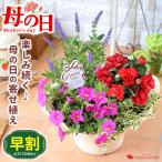 母の日 2024 花 鉢植え ミニチュアローズ 寄せ植え inプレート付バスケット 花鉢 鉢花 プレゼント ギフト バラ ミニバラ カーネーション