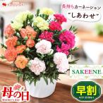 早割 母の日 鉢植え プレゼント 2024 花 ブランド 長持ち カーネーション SAKEENE（R)の4色植え サキーネ 5号鉢 in バスケット