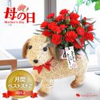母の日 花 鉢植え プレゼント ギフト カーネーション 犬 わんちゃんバスケット 赤 花鉢 鉢花 ドッグ アニマル 犬 犬好き 可愛い かわいい 雑貨 2025