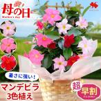 超早割 母の日 2026 花 鉢植え マンデビラ 3色の花が咲く トレリス 多年草 花鉢 鉢花 ギフト 珍しい 耐暑性 育てやすい 長持ち カーネーション以外 母の日ギフト