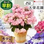 まだ間に合う 母の日 花 鉢植え あじさい 2024 希少品種 大栄花園さんの アジサイ ５号  珍しい 多年草 プレゼント ギフト  紫陽花 鉢 鉢花 花鉢