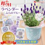 ショッピング母の日 プレゼント まだ間に合う 母の日  花 プレゼント ラベンダー 鉢植え ギフト サシェ 4種類のティーバック 紅茶 セット ウェッジウッド 2024 癒し おしゃれ