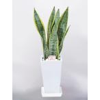 観葉植物サンセベリアサンスベリア5...