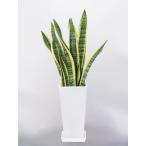 観葉植物サンセベリアサンスベリア6...