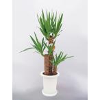 観葉植物ユッカ青年の木プラスチック...