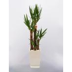 観葉植物ユッカ青年の木角陶器鉢8号...