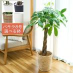 観葉植物 大型 パキラアクアティカ 発財樹 8号 黒丸鉢白丸鉢カゴ鉢 受け皿付 約120cm 開店祝い 開業祝い 新築祝い  冬ギフト おしゃれ 正月 お歳暮