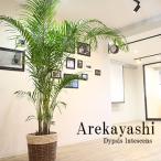 大人気 観葉植物 大型 アレカヤシ 10号鉢 カゴ 選べる鉢 ヤシ 新築 開店 インテリア ギフト 鉢 法人祝い 開店祝い 開業祝い 就任祝い 周年祝い 移転祝い