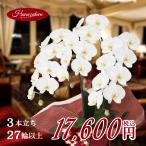 胡蝶蘭 3本立ち 27輪以上保証(蕾含む) コチョウラン 開店 開業 設立 移転 新築 就任各種法人お祝いギフトに 即日発送 退職 誕生日 卒業