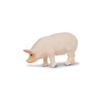 サファリ(safari)　ミニブタ　メス　347722 ハンズ