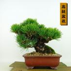 盆栽松五葉松樹高約16cmごようま...