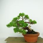  бонсай подлинный Kashiwa высота дерева 14cm....Juniperus chinensissin Park * Gin автомобиль li~ кипарис . вечнозеленое дерево .. для маленький товар на данный момент товар 
