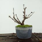  бонсай Sakura . dono место высота дерева примерно 13cm Sakura Sakura роза . листопадные растения .. для маленький товар на данный момент товар 