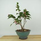  бонсай . rose флора высота дерева примерно 25cm...Camellia japonica камелия персик цвет один -слойный розовый камелия . вечнозеленое дерево .. для на данный момент товар 