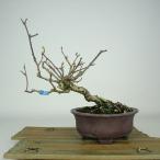 盆栽 蔓梅擬 樹高 約17cm つるうめもどき Celastrus orbi…