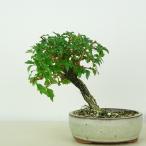 盆栽 匂い楓 樹高 約10cm においかえで Premna japonica…
