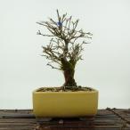 盆栽 匂い楓 樹高 約16cm においかえで Premna japonica…
