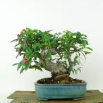 盆栽 ピラカンサ 樹高 約16cm Pyracantha
