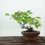 盆栽 梨 小梨 樹高 約13cm なし Pyrus pyrifolia ナシ コナシ 小梨 豆梨 バラ科 ナシ属 落葉樹 落葉樹 観賞用 小品 現品