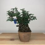  бонсай группа . высота дерева примерно 14cm.....Caragana sinicam отсутствует zmemame.m отсутствует zme.. лист низкий дерево оценка для .. для маленький товар на данный момент товар 