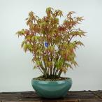 盆栽紅葉山もみじ樹高約28cmもみ...