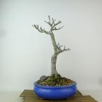 盆栽 紅葉 獅子頭 樹高 約32cm もみじ