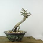 盆栽 紅葉 獅子頭 樹高 約15cm もみじ