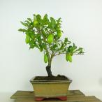 盆栽老爺柿日暮し樹高約25cmろう...