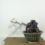 盆栽 老爺柿 樹高 約12cm ろうやがき Diospyros rhombi…