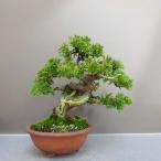  бонсай подлинный Kashiwa высота дерева примерно 20cm....Juniperus chinensissin Park * Gin автомобиль li~ кипарис . вечнозеленое дерево оценка для .. для маленький товар на данный момент товар 