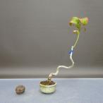  бонсай подлинный смычок высота дерева примерно 19cm...Euonymus sieboldianusmayumi бересклет .. лист широкий лист . оценка для .. для маленький товар на данный момент товар 