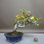 盆栽 酸実 樹高 約16cm ずみ Malus toringo ズミ 黄実 …