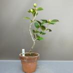  бонсай .. женщина . высота дерева примерно 31cm...Camellia japonica камелия камелия . вечнозеленое дерево оценка для .. для на данный момент товар 