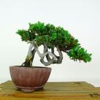 盆栽 桧 磯馴 樹高 約19cm そなれ Juniperus chinens…
