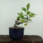 盆栽 冬林檎 樹高 約 19cm りんご Malus prunifolia …