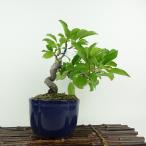 盆栽 冬林檎 樹高 約 20cm りんご Malus prunifolia …