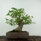  бонсай клен высота дерева примерно 21cm клен Acer клён . лист клён . листопадные растения оценка для .. для на данный момент товар 