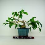  бонсай . высота дерева верх и низ примерно 32cm...Camellia japonica камелия цветок предмет камелия . вечнозеленое дерево оценка .. для на данный момент товар 