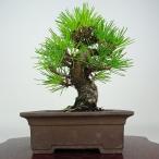  бонсай сосна сосна Тунберга высота дерева примерно 18cm....Pinus thunbergii черный matsumatsu. вечнозеленый игольчатое дерево оценка .. для маленький товар на данный момент товар 