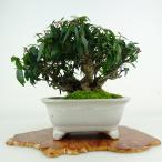  бонсай ... высота дерева примерно 12cm крепдешин число .tirimenkazura Chile men kaz Latte кальмар kazla.... вечнозеленое дерево оценка .. для маленький товар на данный момент товар 