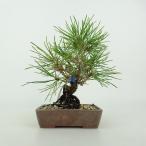  бонсай сосна сосна Тунберга высота дерева примерно 13~15cm....Pinus thunbergii черный matsumatsu. вечнозеленый игольчатое дерево .. для маленький товар количество предмет select 