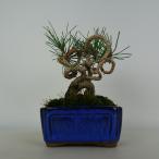  бонсай сосна сосна Тунберга высота дерева примерно 14~16cm....Pinus thunbergii черный matsumatsu. вечнозеленый игольчатое дерево оценка .. для маленький товар количество предмет select 