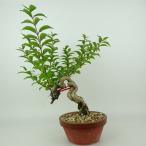 盆栽紫式部樹高約25〜28cmむら...